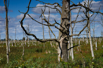 Tote Bäume im Anklamer Stadtbruch