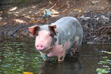Happy pig in the mud
