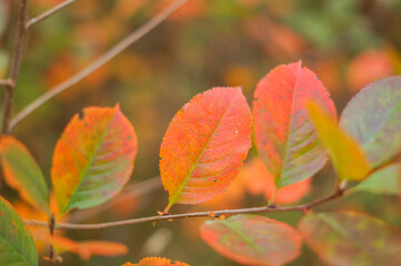 Red autumn leaves, very shallow focus, sunny autumnal day