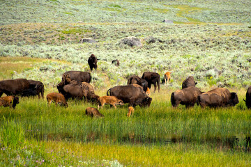 A herd of Buffalo at Lamar Valley, Yellowstone National Park