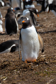 Portrait of a Gentoo Penguin at Volunteer Point, Falkland Islands