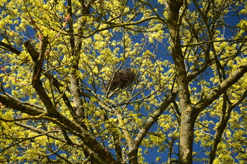 Fototapeta premium Ein Vogelnest auf einem gelb blühenden Baum