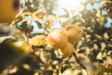 Bergamotti di Brancaleone in provincia di Reggio Calabria