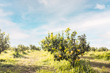 Albero di Bergamotto calabrese