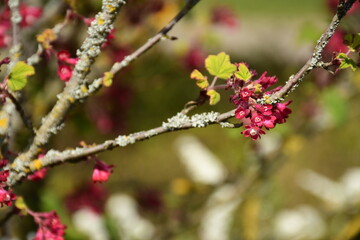 Rosa Blut Johannisbeere mit grünen Blättern
