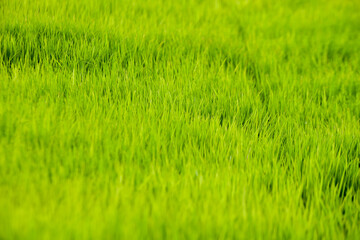 green grass background