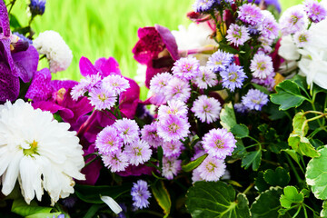 pink and white flowers