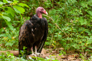 Turkey checking out the next prey