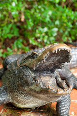 Big Mouth Alligator