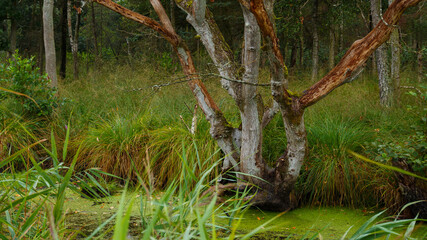 Baum im Anklamer Stadtbruch