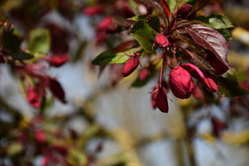 Roter Halls Apfelbaum mit frischen Knospen