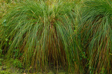 Gras im Regen