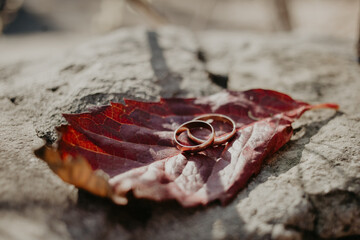 Wedding rings lie on a beautiful autumn leaves