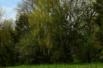 Bäume und Büsche mit weißen Blüten im Frühling