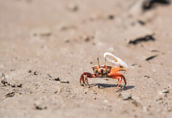  Crab claw in mangrove forest at Bor Hin Farmstay, Trang Province, Thailand