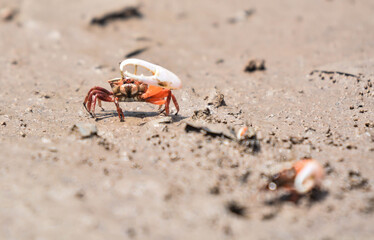  Crab claw in mangrove forest at Bor Hin Farmstay, Trang Province, Thailand