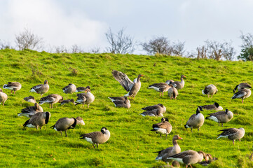 A Canadian Gosse stretching on a hillside beside Thornton Reservoir, UK on a bright sunny day