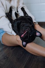 Girl holds a black pug dog in her arms at home