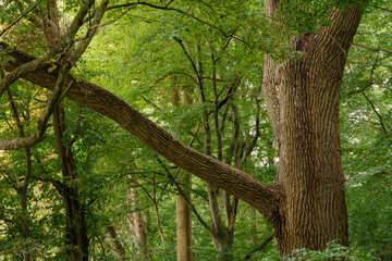 Fototapeta premium Wald in grün