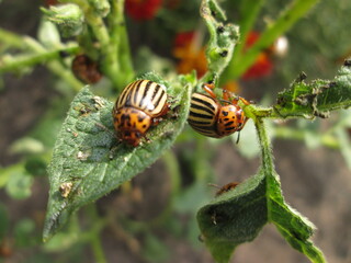 Colorado beetles on potatoes macro