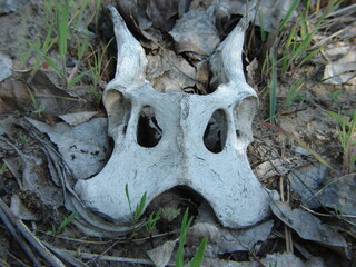 strange bone found in the forest