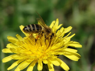 bee collects food from a flower