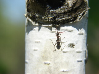 an ant on a birch is in a hurry