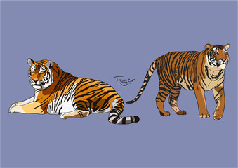 Vector Illustration of Tiger