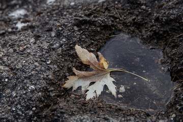 Trockenes Blatt in einer Pfütze