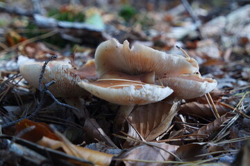 Mushroom © Strumyk