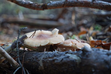 Mushroom © Strumyk