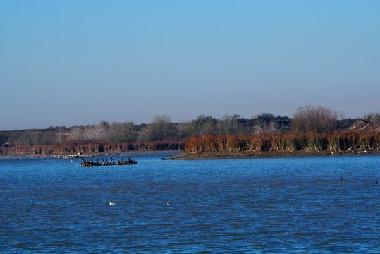 cormoranes de plumaj e negro a la deriva en el estanque de ivars y vila sana, lerida, espa&ntilde;a, europa 