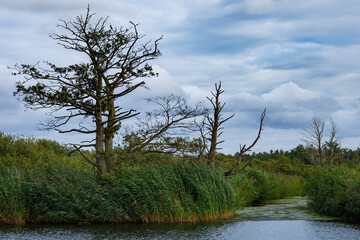 Alte Bäume im Naturschutzgebiet der Peene
