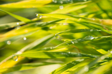 Nasse Grashalme in der Sonne