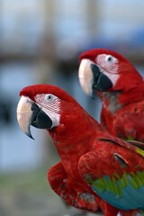 Close up photo of macaw parrots