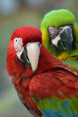 Close up photo of macaw parrots