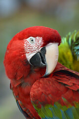 Close up photo of macaw parrots