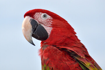 Close up photo of macaw parrots
