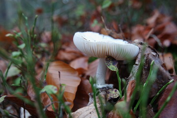 Mushroom © Strumyk
