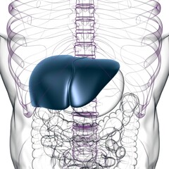 Fototapeta na wymiar Liver 3D Illustration Human Digestive System Anatomy