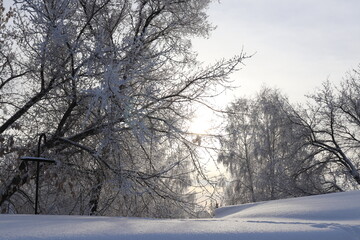 trees in the snow