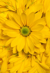 Flowers over painted wooden table. Flowers background for text. Floral background, flower border. Blossom flowers.