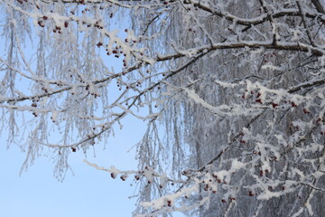 snow covered branches