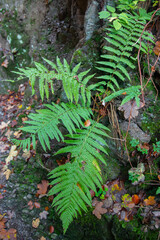 Hellgrüne Farnblätter im Herbst