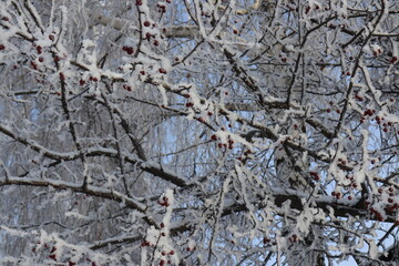 branches