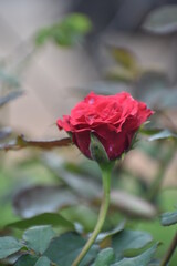 beautiful background of Red rose flower on background blurry rose flower with leaves in the garden of roses wallpaper