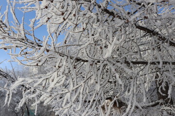 branches covered with snow