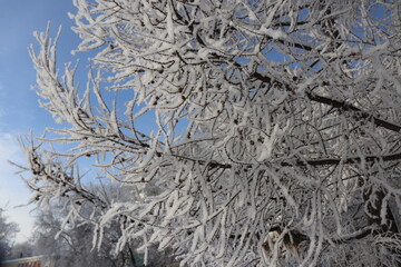 branches covered with snow