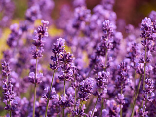 Naklejka premium Lavender flowers in flower garden.
