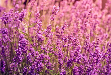 Lavender flowers in flower garden.